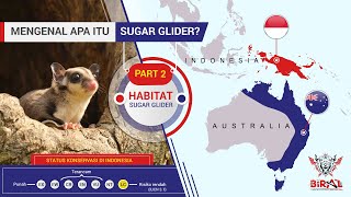 HABITAT Asli Sugar Glider - Mengenal Apa Itu Sugar Glider? - PART 2