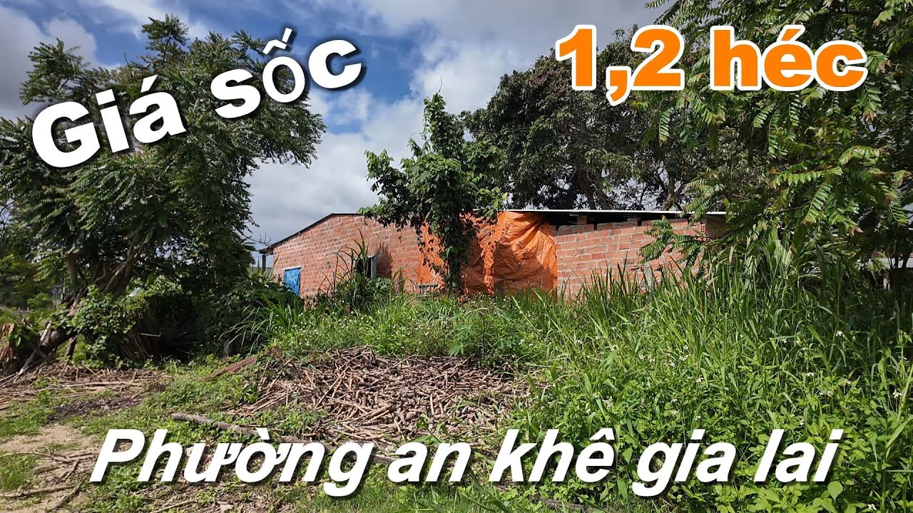 Bán siêu phẩm 1,2 héc phường an khê gia Lai giá sốc ĐÃ BÁN 
