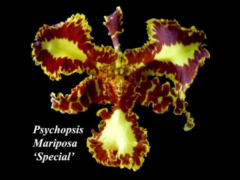 Psychopsis Mariposa ''Special'' როგორ გადავრგოთ ფსიხოფსისი და ლოკოკინებთან ბრძოლის ეფექტური მეთოდი