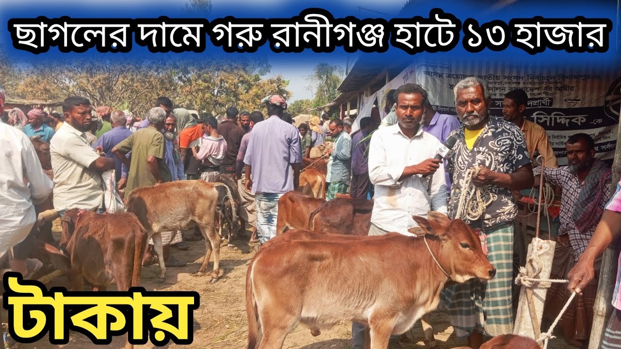 ২৬ফেব্রুয়ারি২০২৬| রানীগঞ্জ হাটে ছোট ছোট বাচ্চার তুলনামূলক দাম কমে গেলো একটু দেখেন ব্যাপারীরা বলতেছে