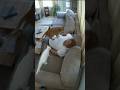 some cat joking her owner