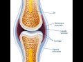 Protger ses articulations