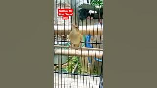 Burung Kerakbasi Alis Hitam 'Sincan' Gacor Materi Mewah