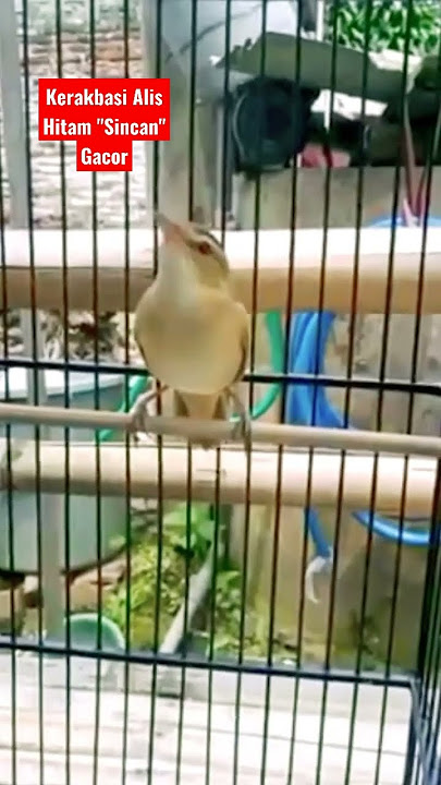 Burung Kerakbasi Alis Hitam 'Sincan' Gacor Materi Mewah