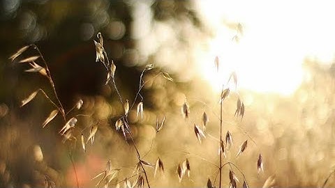 🌷(ص ٩٣ سورة النساء ) - القارئ الشيخ علي بن عبد الرحمن الحذيفي حفظه الله تعالى ...
