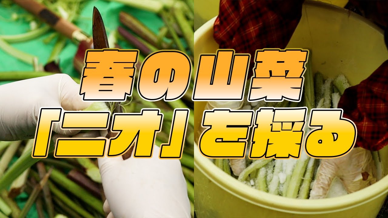Hokkaido] Picking and salting spring wild vegetables 