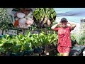 Vlog 96 harvesting radish in a container and cook it with pork nilaga namit