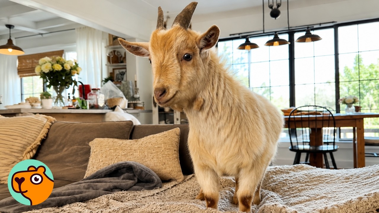 Goats Break In The House Just To Hug Dad | Cuddle Buddies
