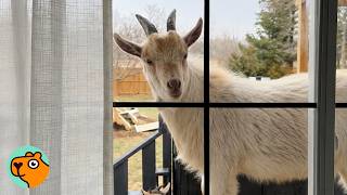 Goat Screams Behind Window Until Mom Opens It | Cuddle Buddies