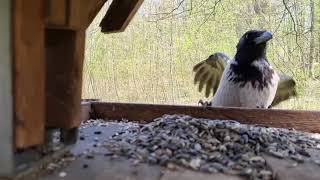 Bird house and curious crows ; by Gorazd Zrimsek 400 views 3 years ago 1 minute, 26 seconds