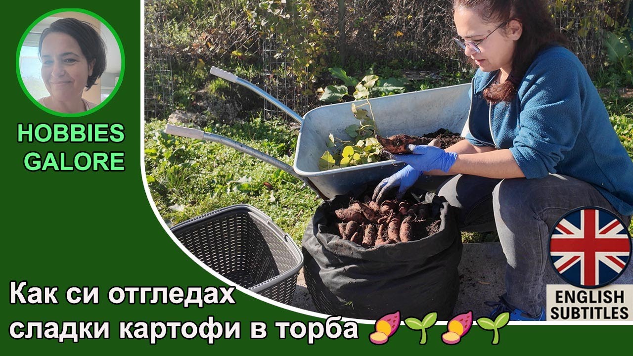 Как си отгледах сладки картофи.Стъпка по стъпка от начало до край.