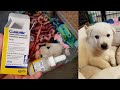 How to Give a Puppy a Liquid, Oral Antibiotic - YouTube