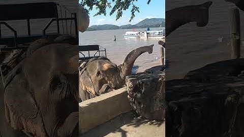 Voi tại hồ Lăk - Đăk Lăk