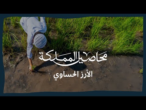 محاصيل المملكة الأرز الحساوي