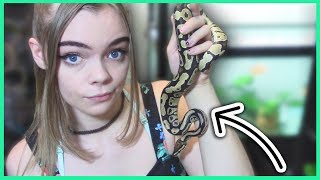 HOW TO TAME YOUR BALL PYTHON!  Pet Adventures