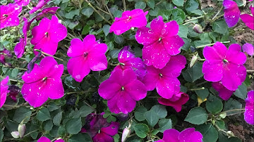 Cách trồng ngọc thảo đơn cho hoa nhiều và đẹp