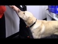 Guide Dogs SA.NT - Autism Assistance Dog in training, Windsor practices the 'nudge'. Guide Dogs SA.NT - Autism Assistance Dog in training, Windsor practices the 'nudge'.