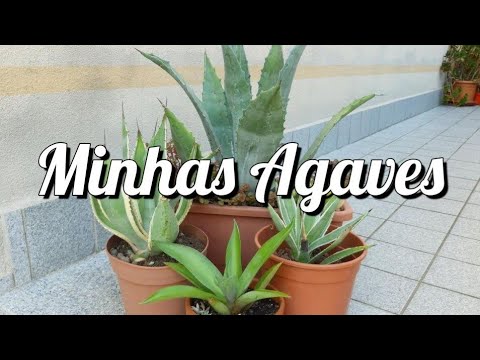 Vídeo: Onde A Agave Cresce? Em Que Continente Se Encontra? Pátria Da Planta