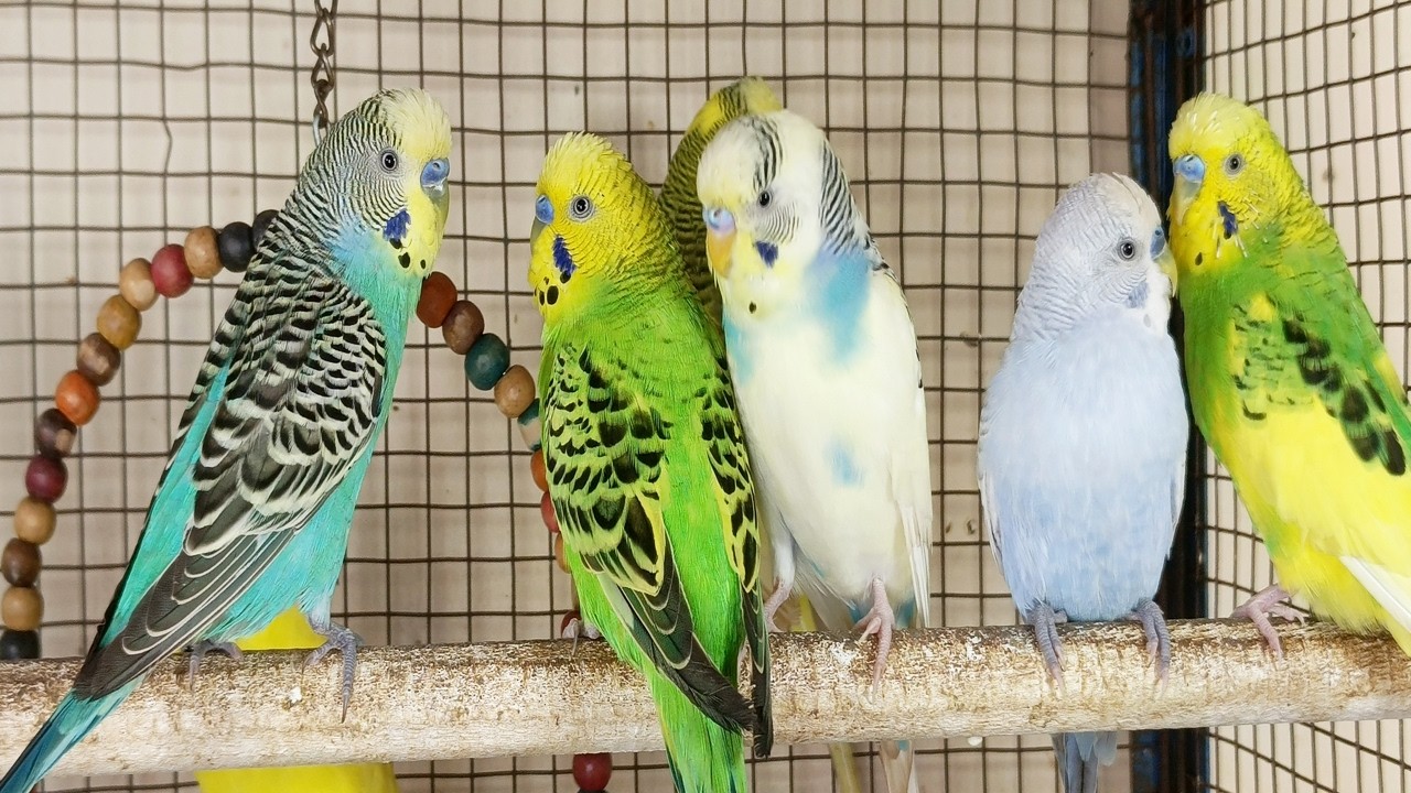 Over 12 Hours of Budgies Playing, Singing and Talking in their Aviary Budgie sounds for sad birds