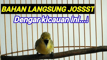 pancingan SIRTU BAHAN agar bunyi RAJIN bunyi sangat MANJUR UNTUK  burung sirtu AGAR cipoh gacor