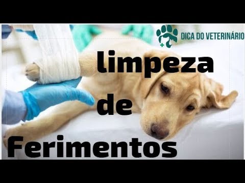 Vídeo: Como Tratar Um Corte Ou Hematoma Em Um Cachorro