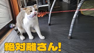 普段は温厚な子猫がおもちゃで遊ぶと凶暴化します