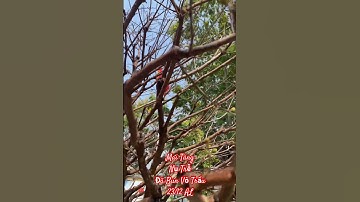 🍏 CCDV # 969. Cây Mai Tàng Nụ Trễ Đã Bun Vỏ Trấu Ngày 23/12/2024 AL ||CCDV.