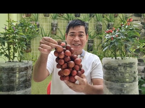 Video: Lychee Harvest Time: Paano At Kailan Mag-aani ng Lychee Fruit