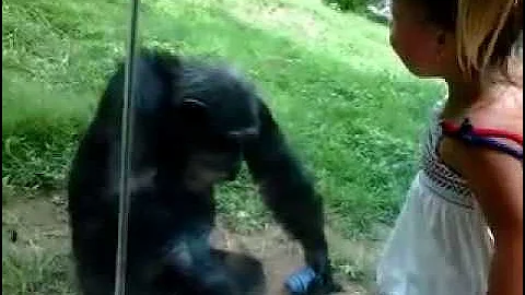 Sophie with a chimpanzee at NC Zoo