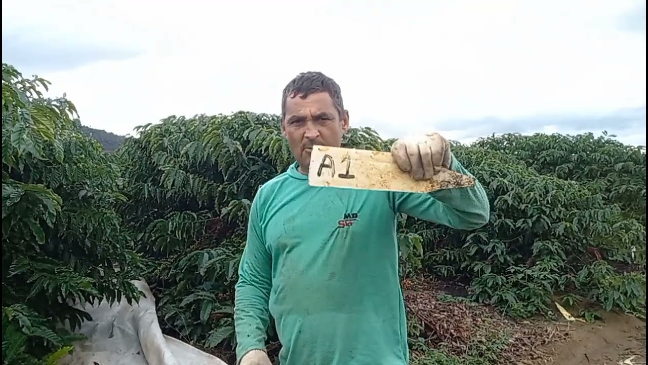 o clone, A1,6 pés deu um saco ,na primeira colheita,