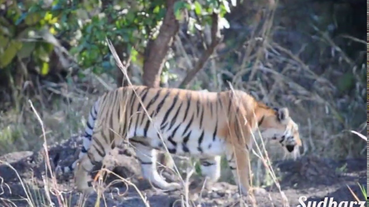 Tadoba Andhari National Park - Zhari Gate
