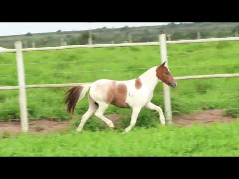 027 - CPC CAROL - LEILÃO PRADO’S WEEKEND - ETAPA PÔNEI