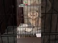 動物病院に入院したら、犬の鳴き声になって帰ってきた猫ちゃん