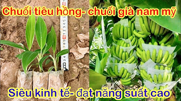 Phân biệt chuối tiêu hồng, chuối già nam mỹ ưu và nhược điểm mỗi loại giống