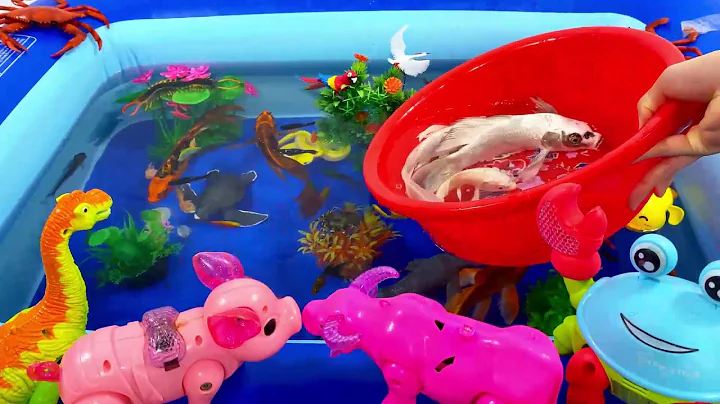 Let's explore what fish and sea creatures there are:sharks,jellyfish#goldfish#animals#viral videos