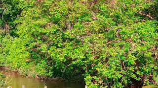 Musuh Para Tani Yaitu Hama Monyet Susah Untuk Dibasmi.. Yang Tau Mengatasinya Info Nya Lurr