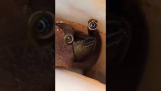 The Venomous Cone Snail: Nature's Deadliest Predator
