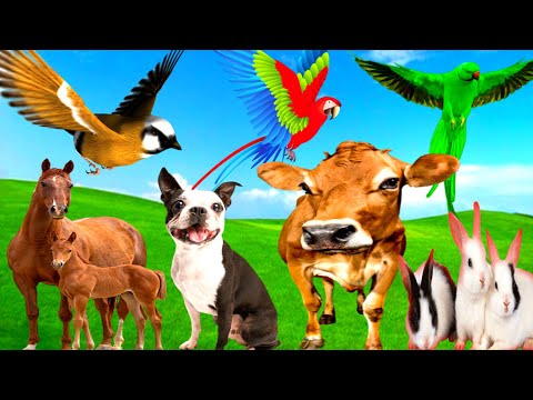 Cute Baby animals - Buffalo, Dog, Rabbit, Camel, Cow, Elephant, Monkey, Parrot, Cat