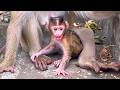 Baby Monkey MOKATE Grows Fast, Healthy, and Always Joyful With Her Family.