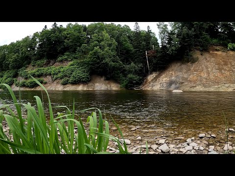 Video: Mutant fisk i våra floder