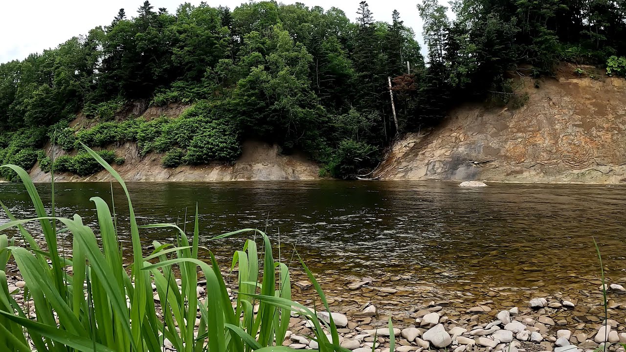 Тут живут лососи. Прогуливаюсь по нашей речке. - YouTube