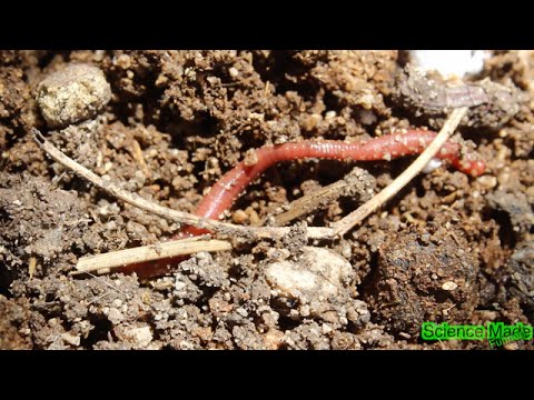 How to build a Worm Farm