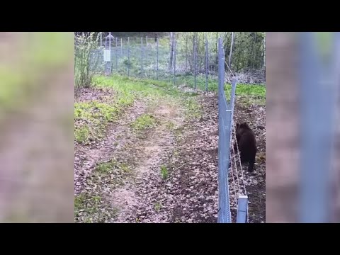 Video: Pavojingų lokių medžioklė Kamčiatkoje