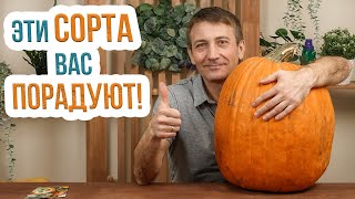 видео: Какой сорт тыквы выбрать? Самые вкусные и сладкие сорта тыквы. Крупные, порционные и необычные сорта картинка: Какой сорт тыквы выбрать? Самые вкусные и сладкие сорта тыквы. Крупные, порционные и необычные сорта