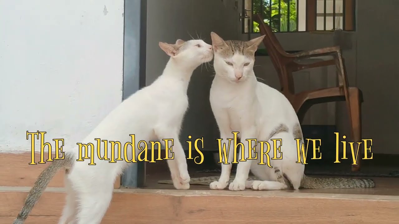 The mundane is where we live (Sep 2022).