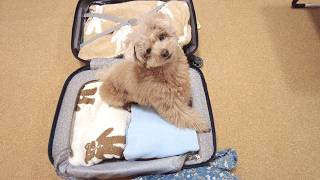 旅行のパッキングをしてたら愛犬がわくわくしすぎてスーツケースに入っちゃいましたｗ【トイプードル】