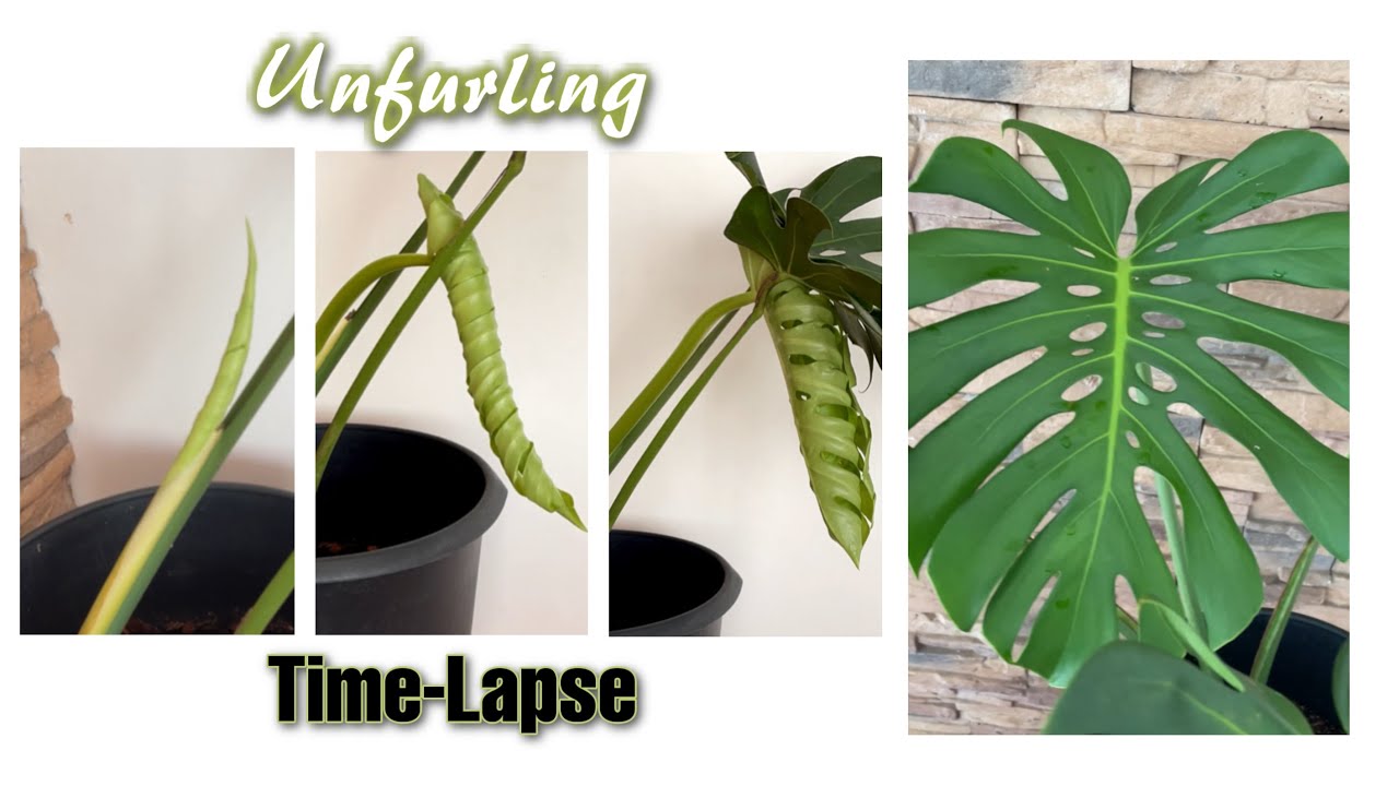 monstera mexico Monstera deliciosa var sierrana Mexico – Amazon Garden Thailand main image 1