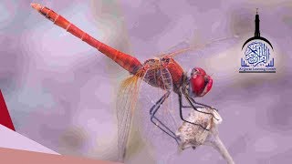 Murattal Al Quran Juz 20 Animal Background  Latar Video Hewan HD Quran for Kids