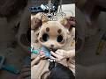 Making Fursuit Head 1 Making Fursuit Head 1