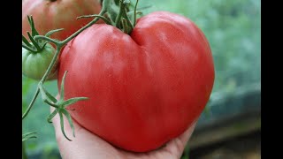 видео: Хиты среди томатов Бычье сердце картинка: Хиты среди томатов Бычье сердце